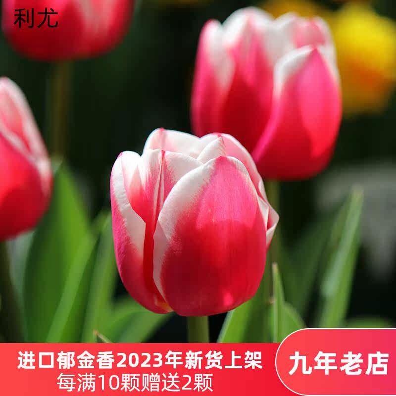 利尤5颗郁金香进口种球土水培盆栽花卉四季荷兰耐寒种子风信子百