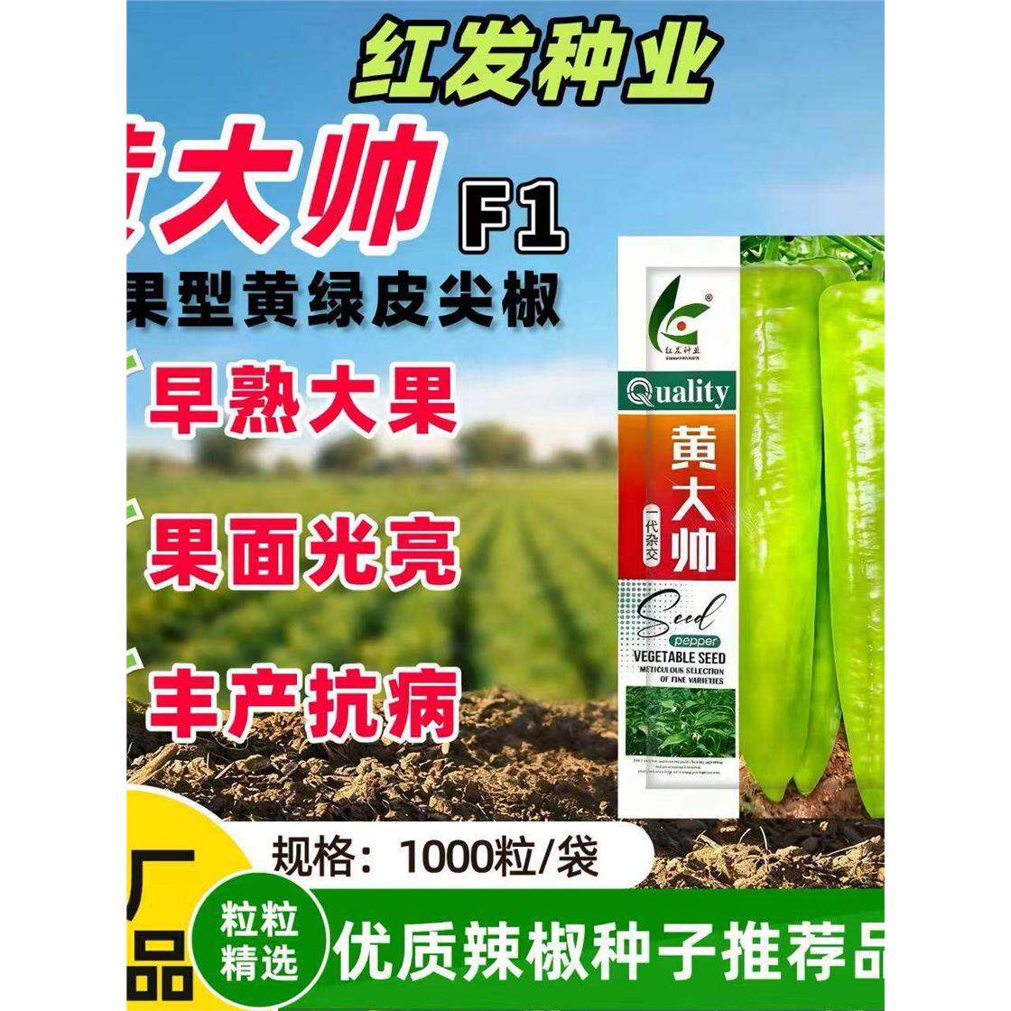 纯黄皮尖椒黄大帅辣椒种