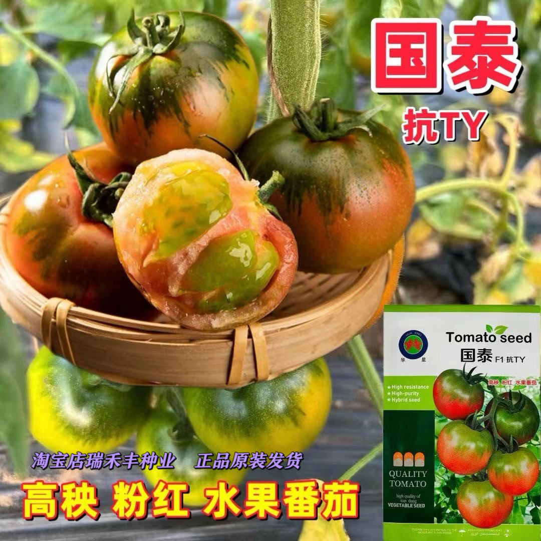草莓番茄种籽抗TY病铁皮