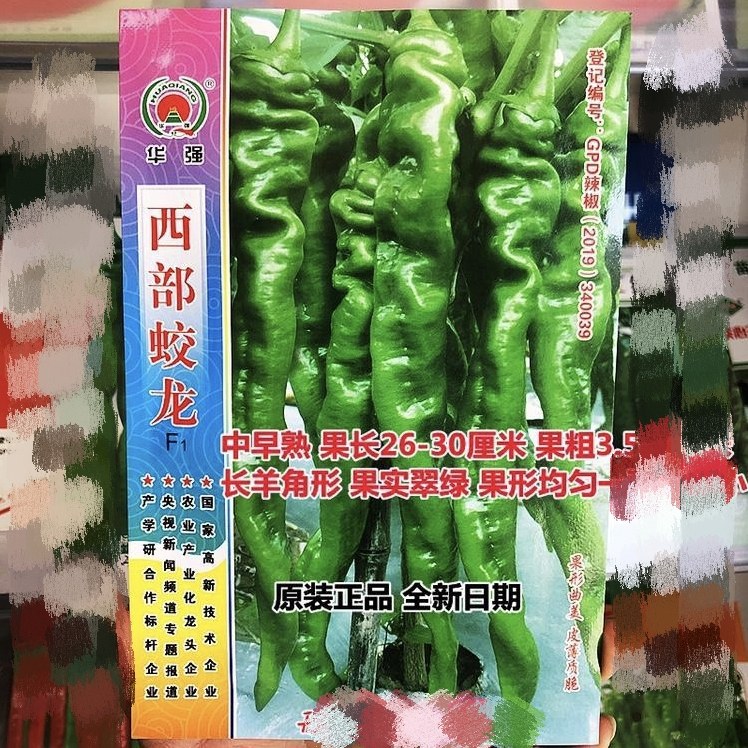 华强西部蛟龙辣椒种子中早熟薄皮螺丝椒长果皱皮辣椒陇椒辛香皱辣