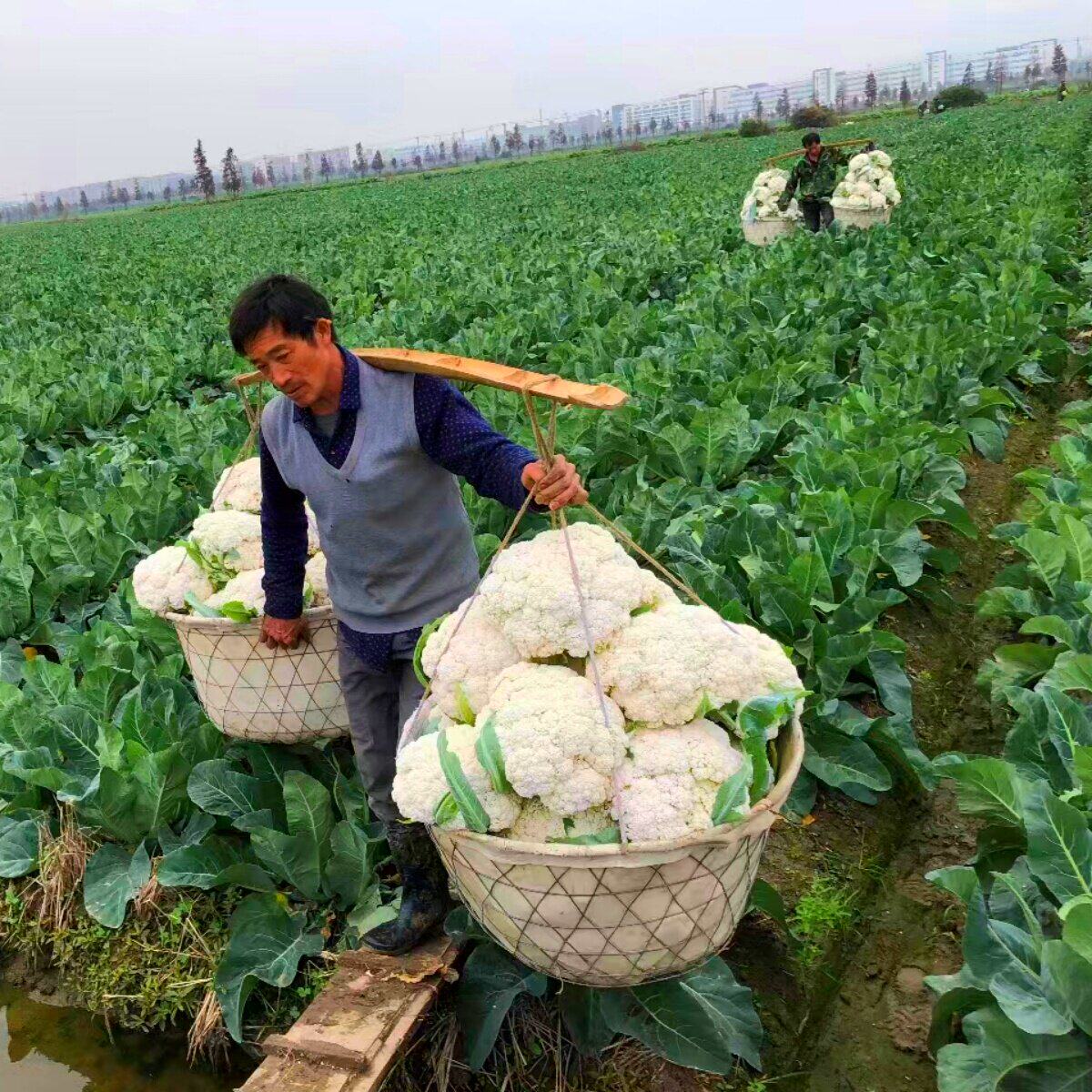 早中晚熟白花菜种籽大全