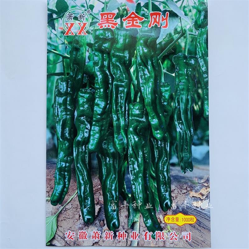 萧新黑金刚辣椒种子黑亮小皱皮长果皱皱椒香辣高产羊角型辣椒种子