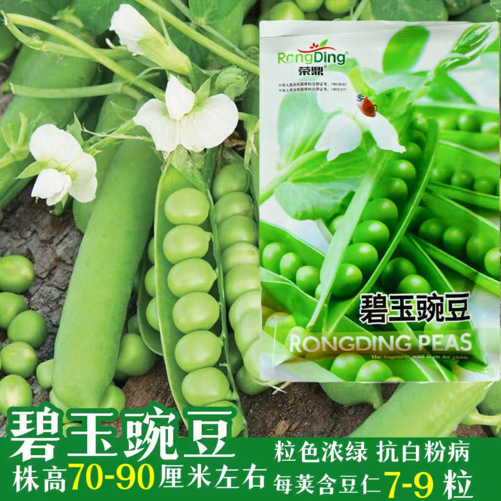 碧玉豌豆种子甜脆阳台四