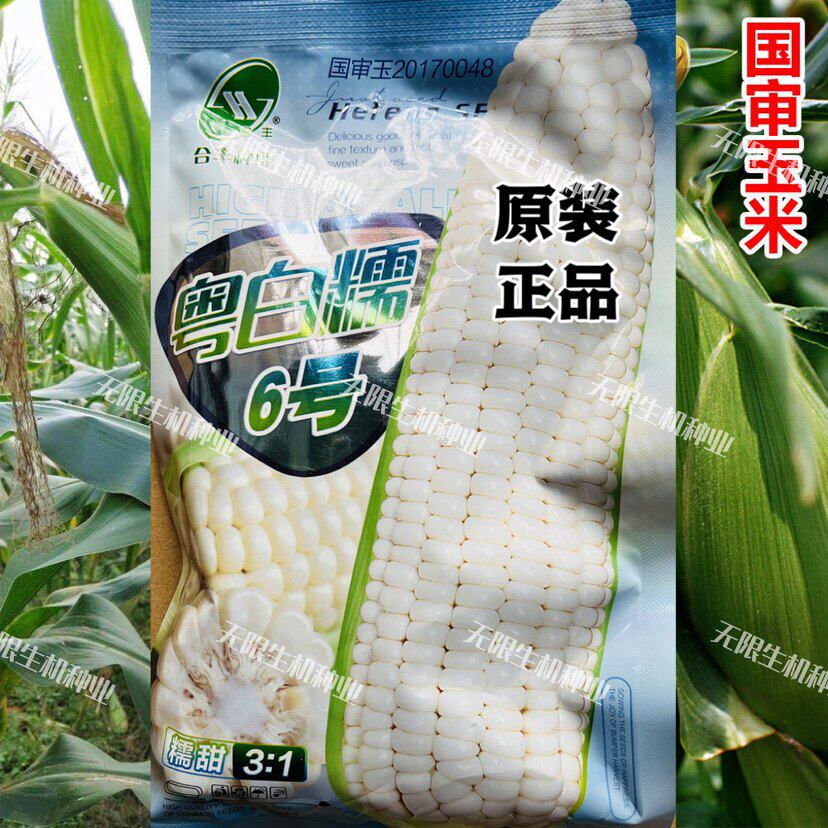 粤白糯6号白玉米种子甜籽