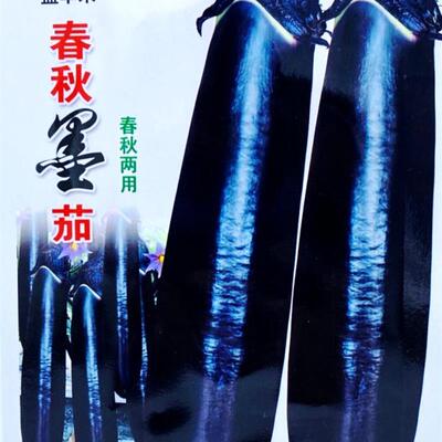 春秋墨茄种子 紫黑杂交油黑发亮四川高产田园蔬菜籽孑黑又长茄子