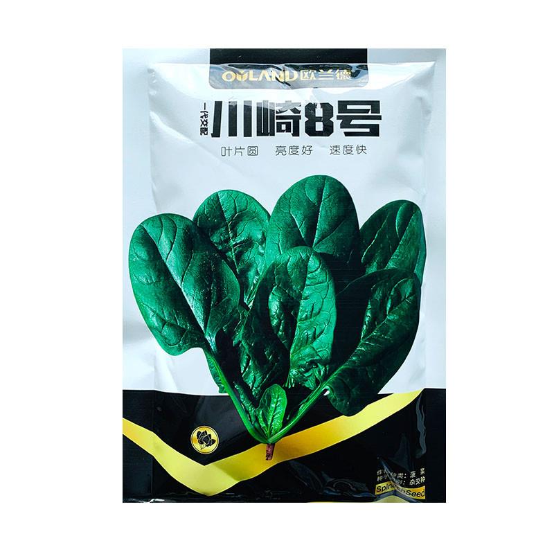 川崎8号菠菜种籽进口抗病黑丰菠菜种子大圆叶耐寒红根趴地小菠菜