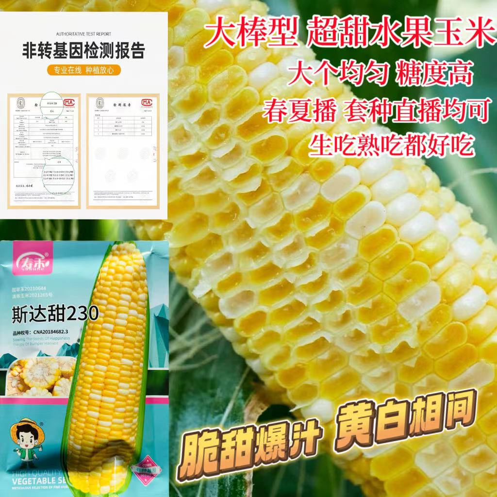 超甜水果玉米种子双色水果玉米种籽大田生吃玉米脆甜新鲜春秋玉米