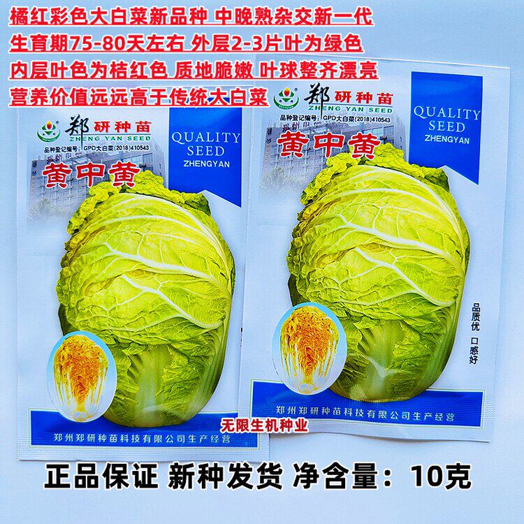 黄中黄大白菜种子橘红心