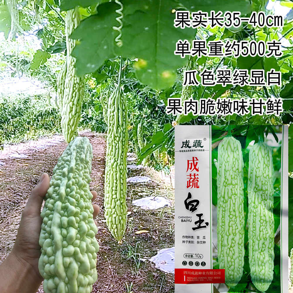 成蔬白玉苦瓜种子白皮籽