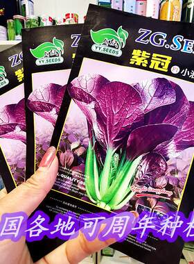 紫色小油菜种子紫罗兰小油菜种籽南方北方农家菜园大棚可四季播种