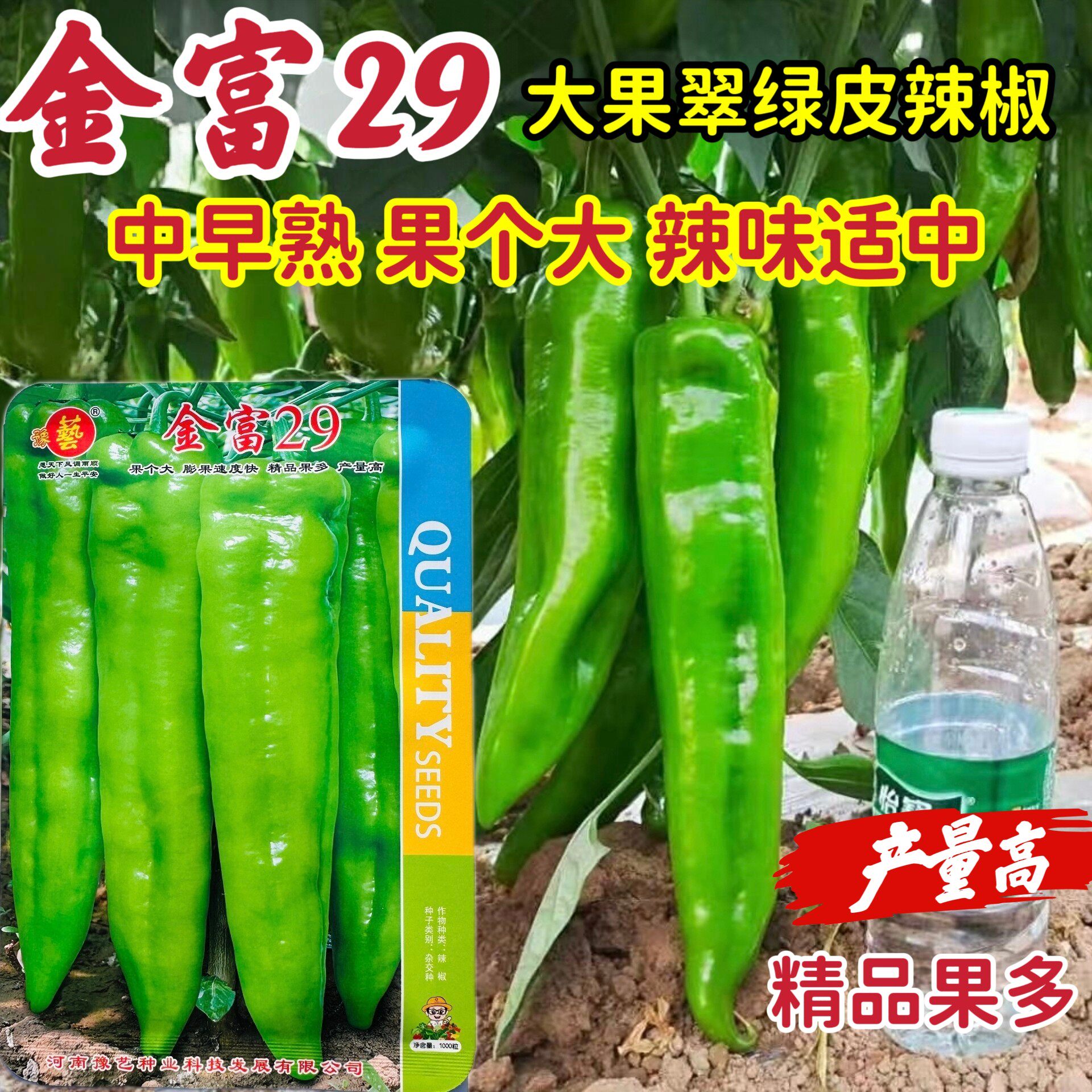 金富29牛角椒种子青椒阳