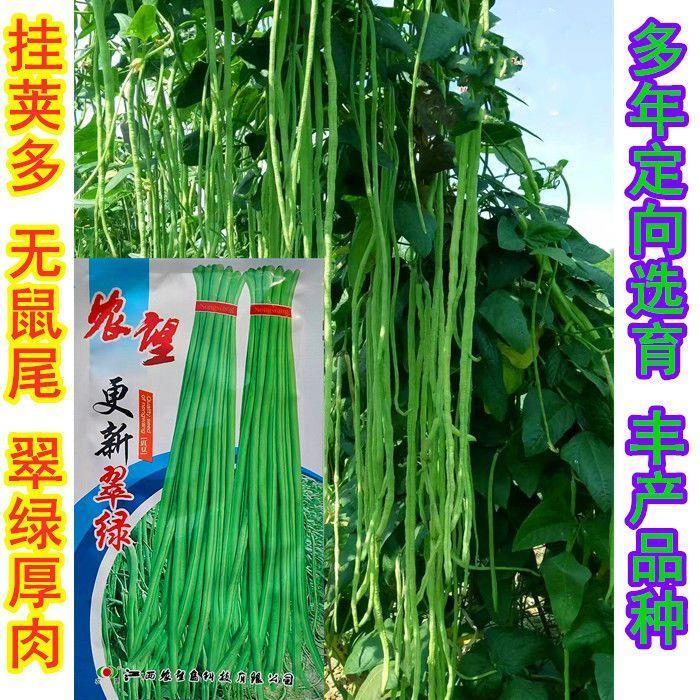 更新翠绿豆角种子四季豆特长无筋小叶摘不败四季盆栽豇豆蔬菜种籽