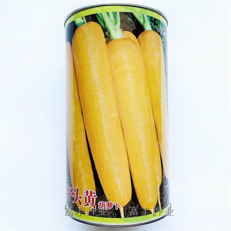 齐头黄胡萝卜种子高产西洋参黄胡萝卜种籽秋季播种农家蔬菜种籽孑