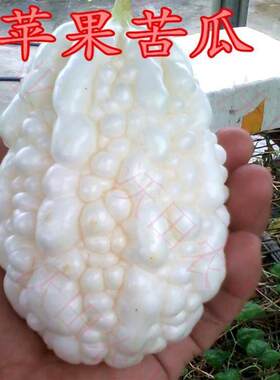 台湾苹果苦瓜种子白苦瓜种籽蔬果生吃甜脆多汁阳台盆栽春四季包邮