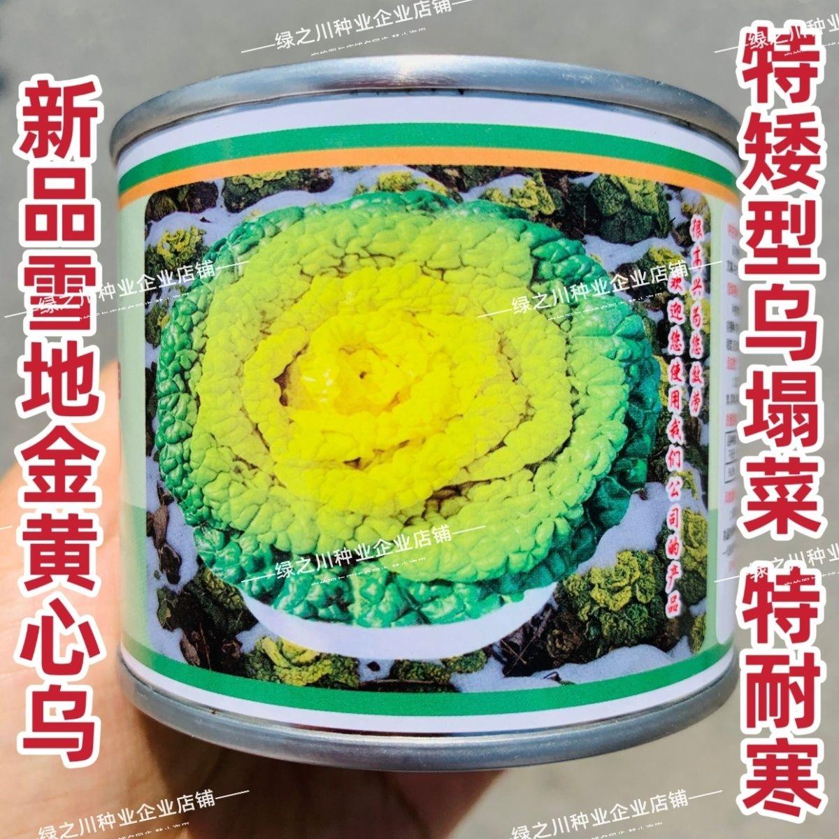 新品雪地金黄心乌种子特矮黄心乌塌菜种子耐寒腊月菊花菜种籽秋季