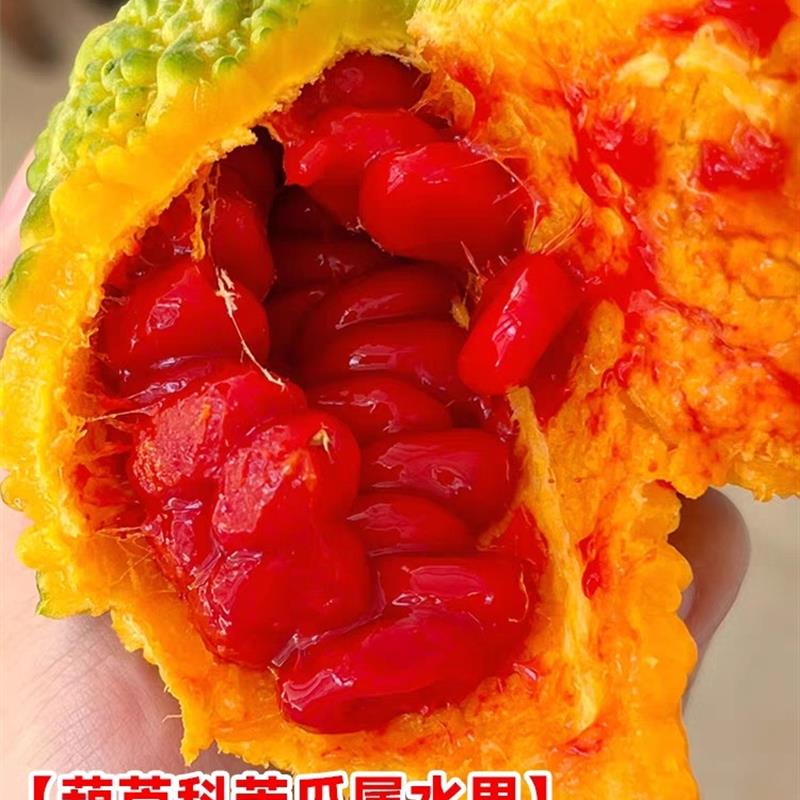 金赖瓜种子赖葡萄金铃子籽癞瓜金玲子小苦瓜四季盆栽农家蔬菜种孑