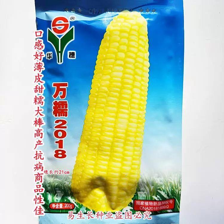 万糯2018 黄糯玉米种子 口感好薄皮甜糯大棒高产抗病商品性佳春播
