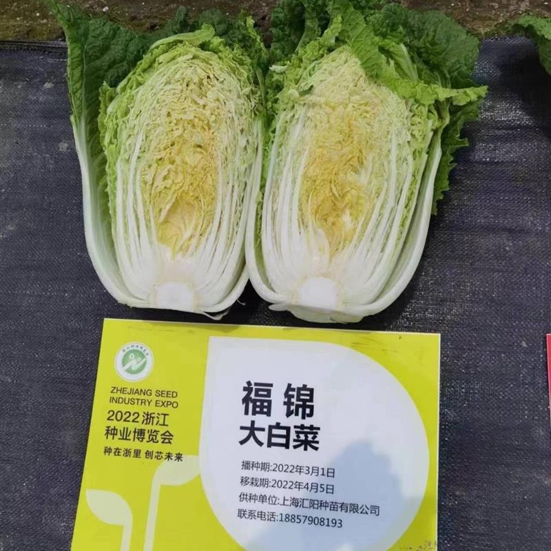 富锦 春福种子进口春播耐抽苔黄心大白菜种子早春大棚保护地种植