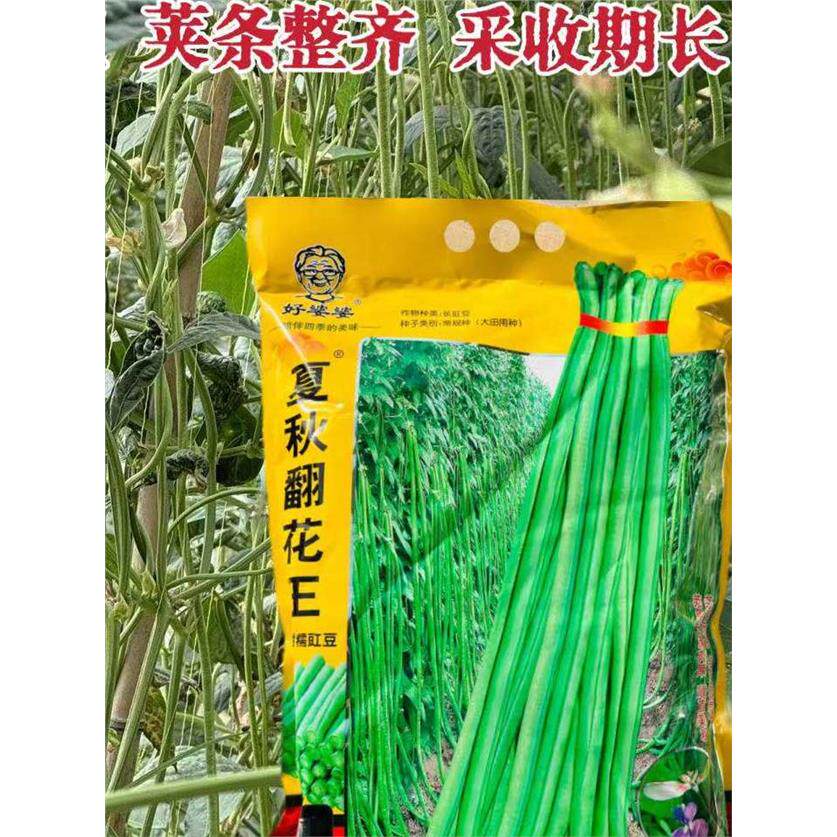夏秋翻花王豇豆种子高产
