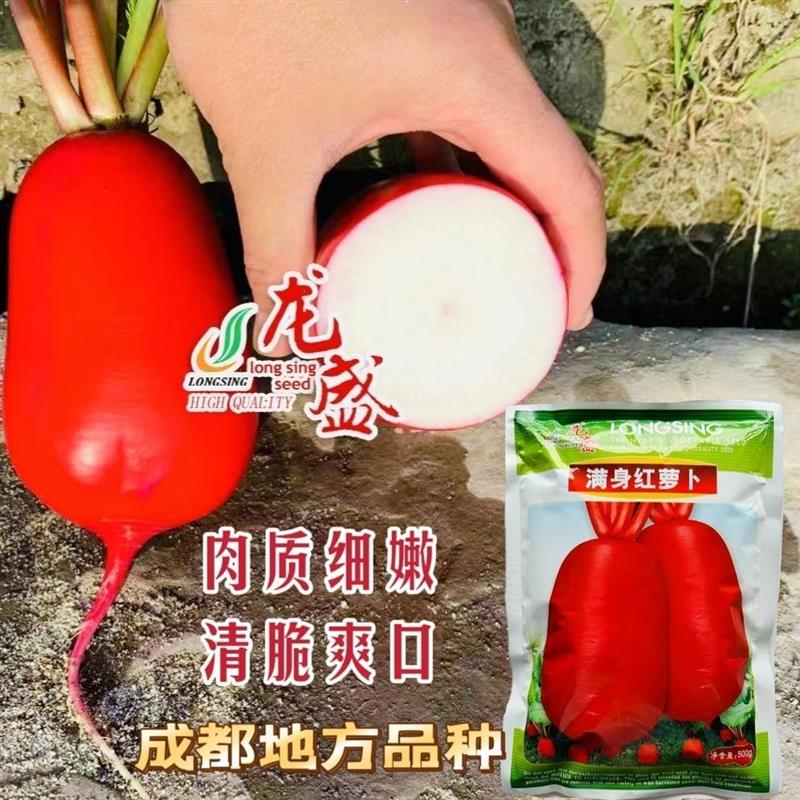 优质红皮萝卜种子满身红萝卜种子四川成都地方品种清脆爽口大田用