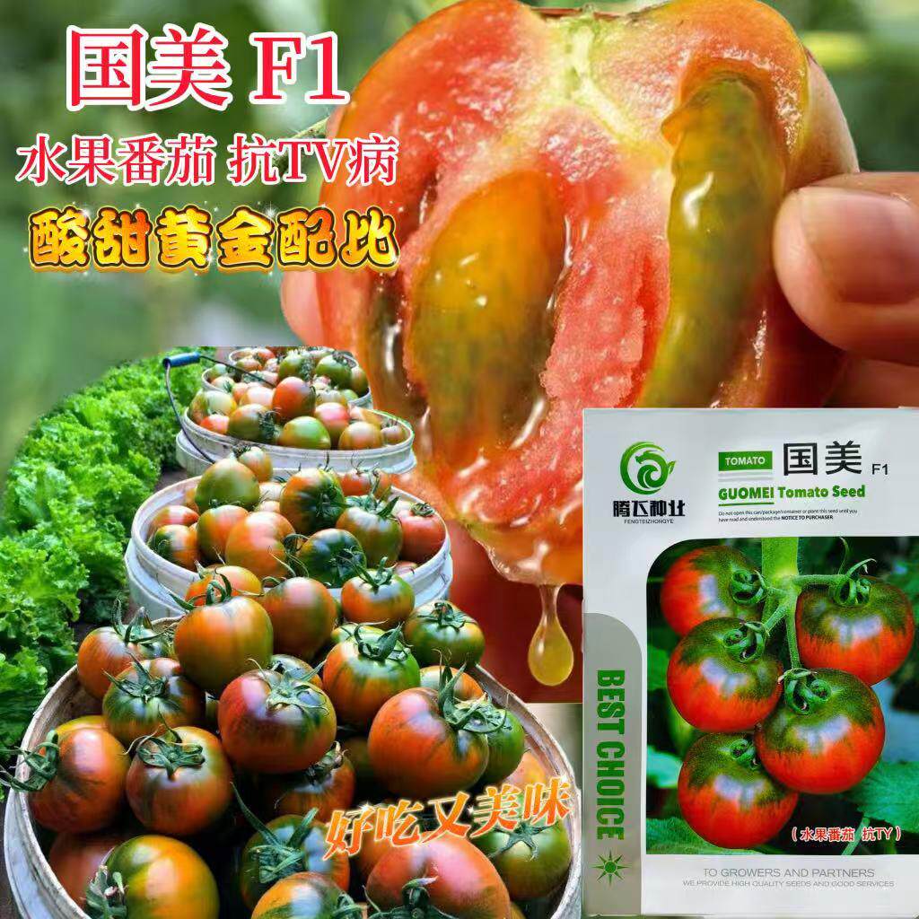 国美番茄种子早熟无限生