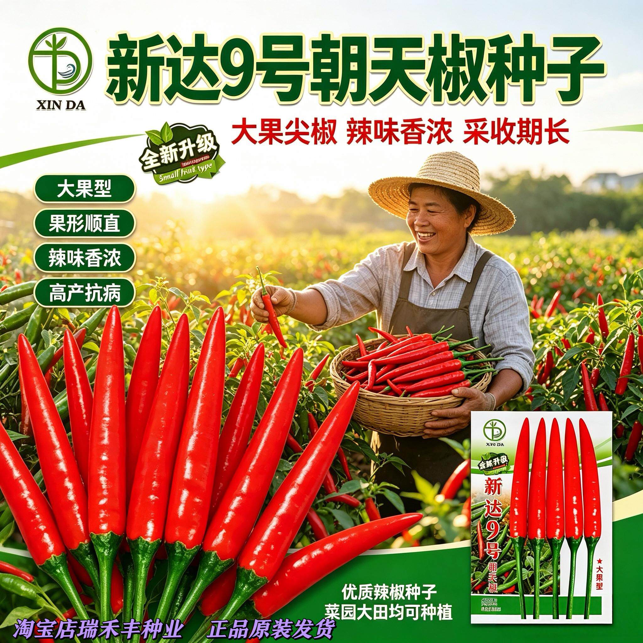 新达9号大果朝天椒种子长