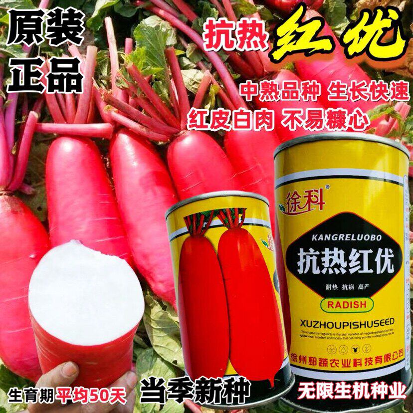 抗热红优萝卜种子夏季耐