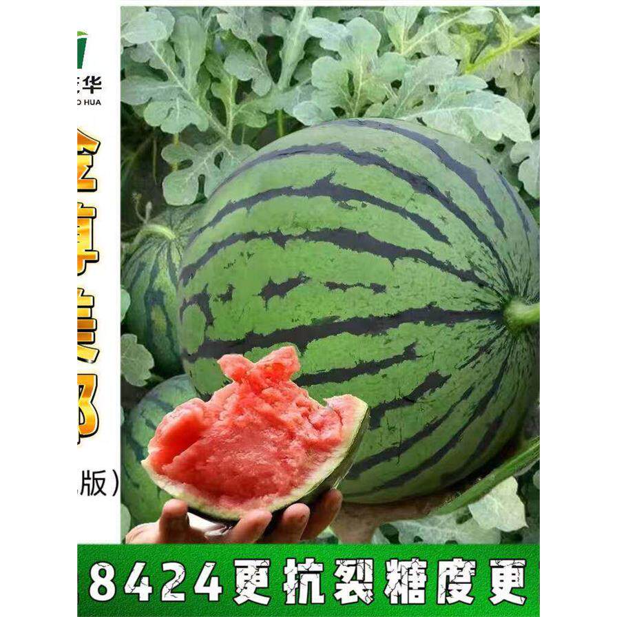 金尊美都西瓜种子春播中