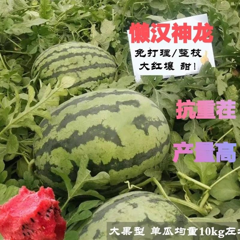懒人神龙西瓜种子高产超甜懒汉瓜王四季播种特大无籽大水果西瓜籽