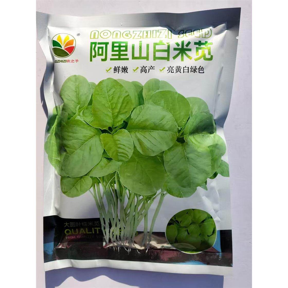 阿里山白米苋菜种子亮黄