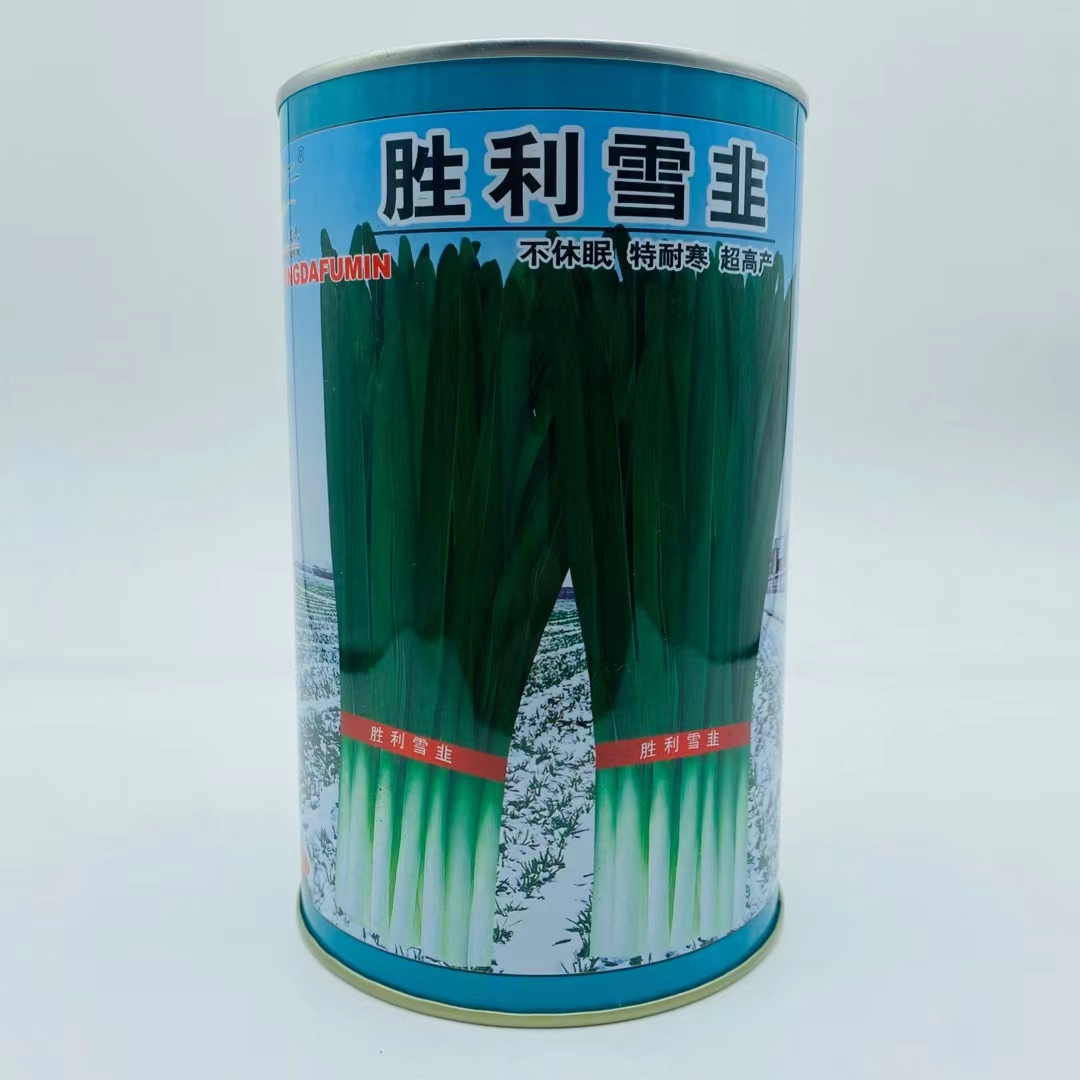 胜利雪韭优质耐寒韭菜种子高产抗病不休眠抗倒伏抗干尖大田韭菜孑