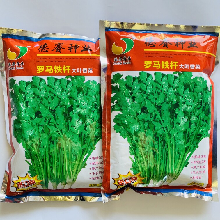 罗马铁杆大叶香菜种子芫荽籽进口种耐热耐寒四季种植阳台庭院高产