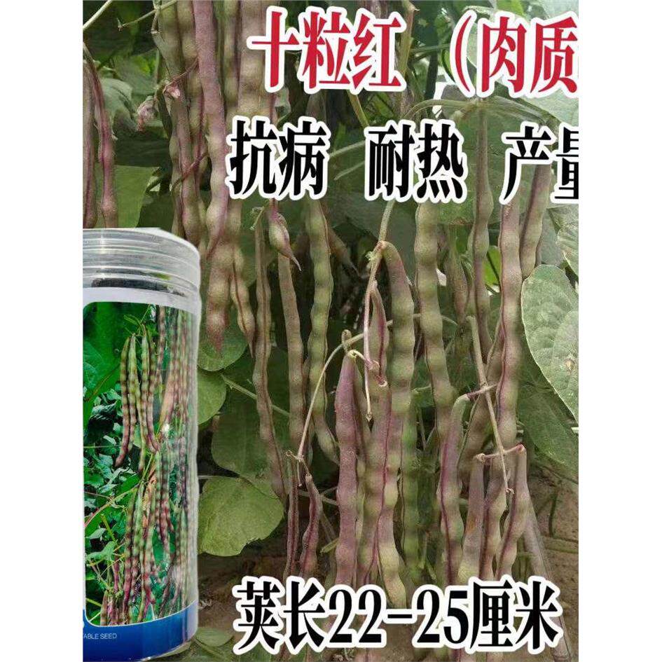十粒红架豆种子春秋圆扁