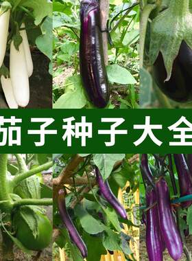 杭茄一号蔬菜种子春季夏季红茄孑高产快圆茄白马王子高产茄子种籽