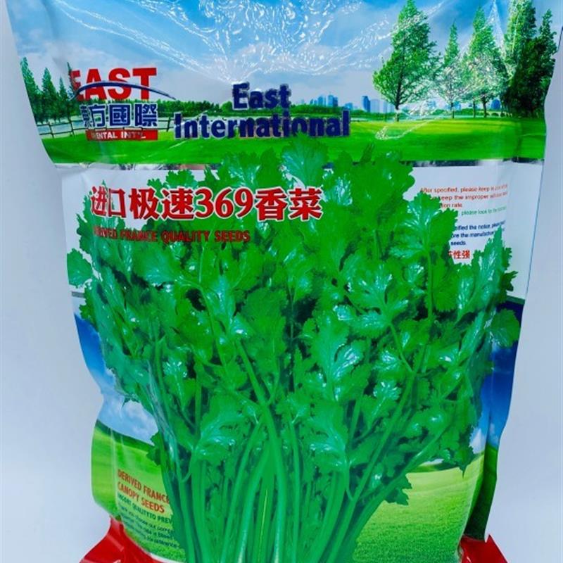 进口速生369香菜籽种大叶芫荽种子盆栽苗阳台蔬菜小叶香菜籽种孑