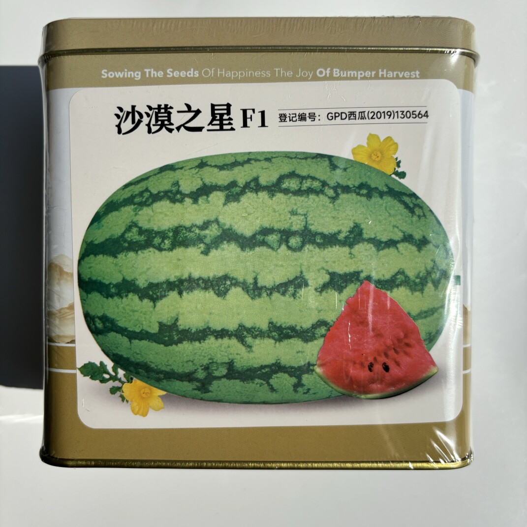 时田沙漠之星西瓜种子大果椭圆形绿皮西瓜种籽抗病耐重茬耐贮高产