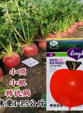 山东红皮萝卜种子白心小顶小根特抗病圆形大红萝卜种子秋季耐糠心