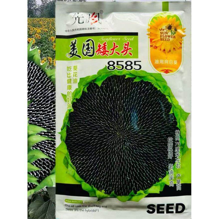 矮大头85葵花籽种子高产