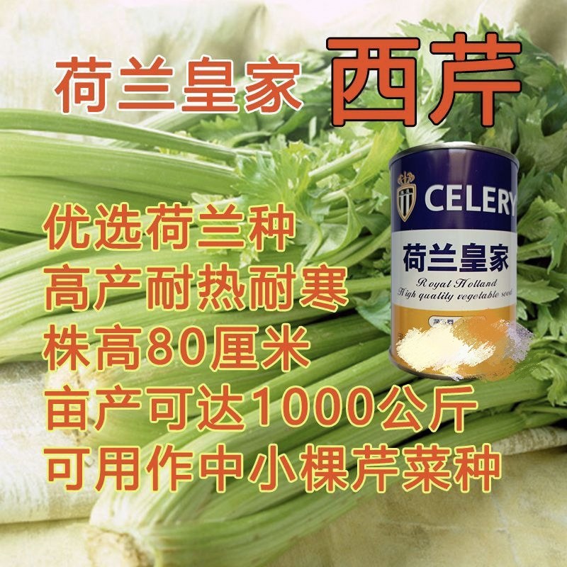 荷兰皇家西芹进口种耐热耐寒高产抗病大棚庭院四季种蔬菜种子正品