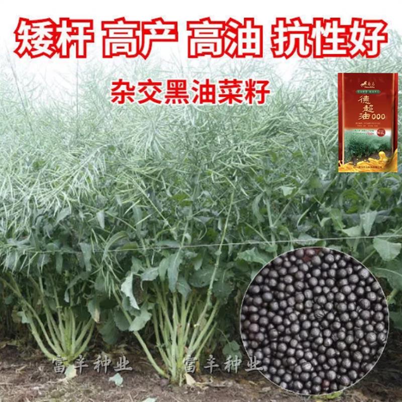 德超油000油菜种子高产高油矮杆四川油菜种子矮杆杂交黑油菜籽种