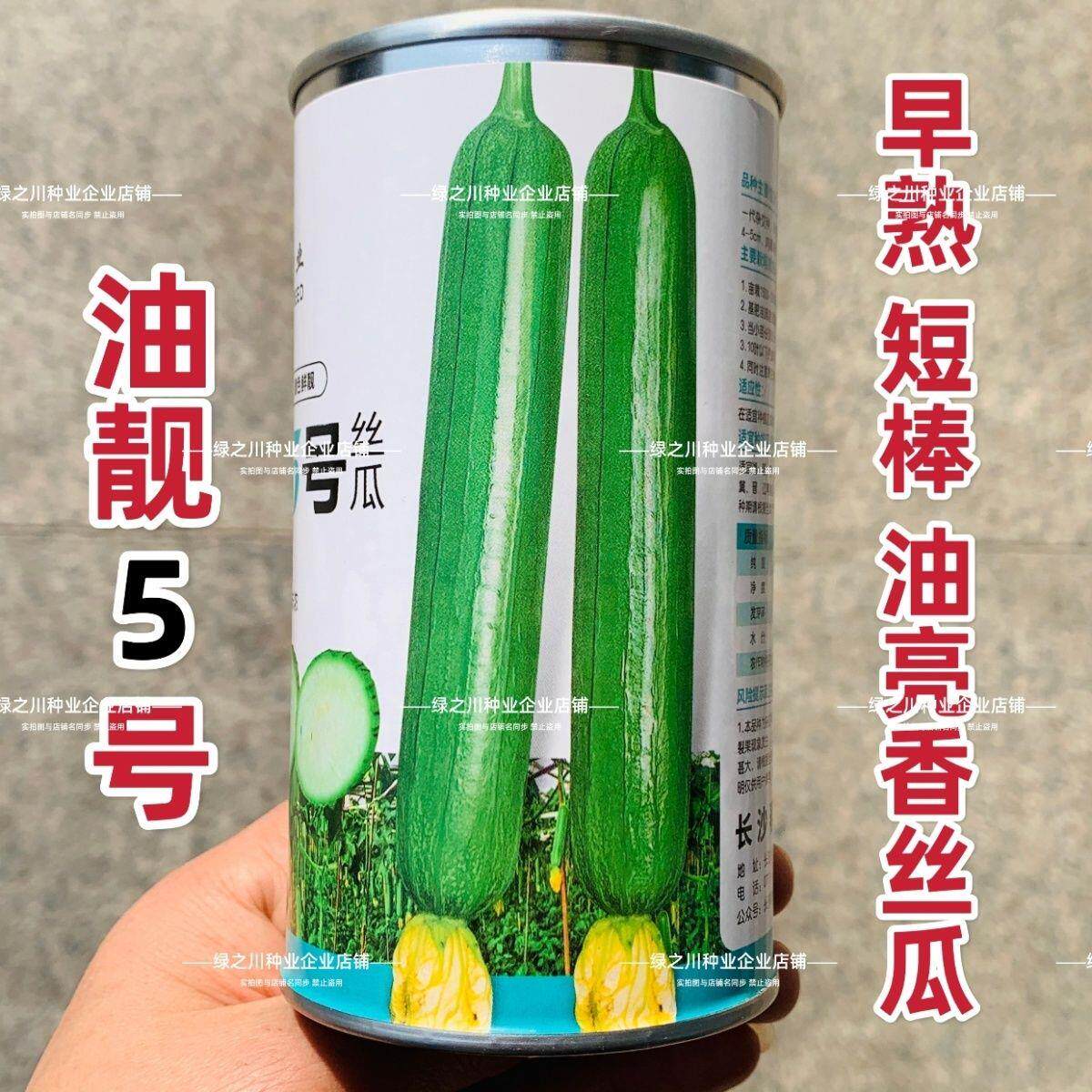 春润油靓5号丝瓜种子早熟短棒油亮香丝瓜种籽高产水瓜种清香味浓