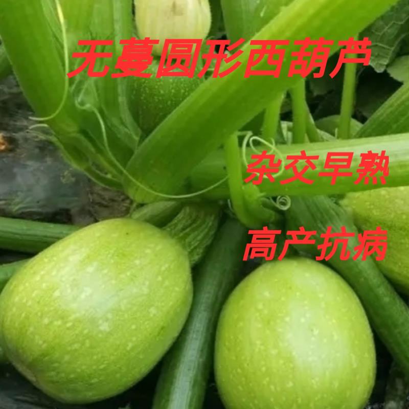 早熟无蔓圆形青瓜种子嫩南瓜圆形白西葫芦种籽春夏秋四季蔬菜种子