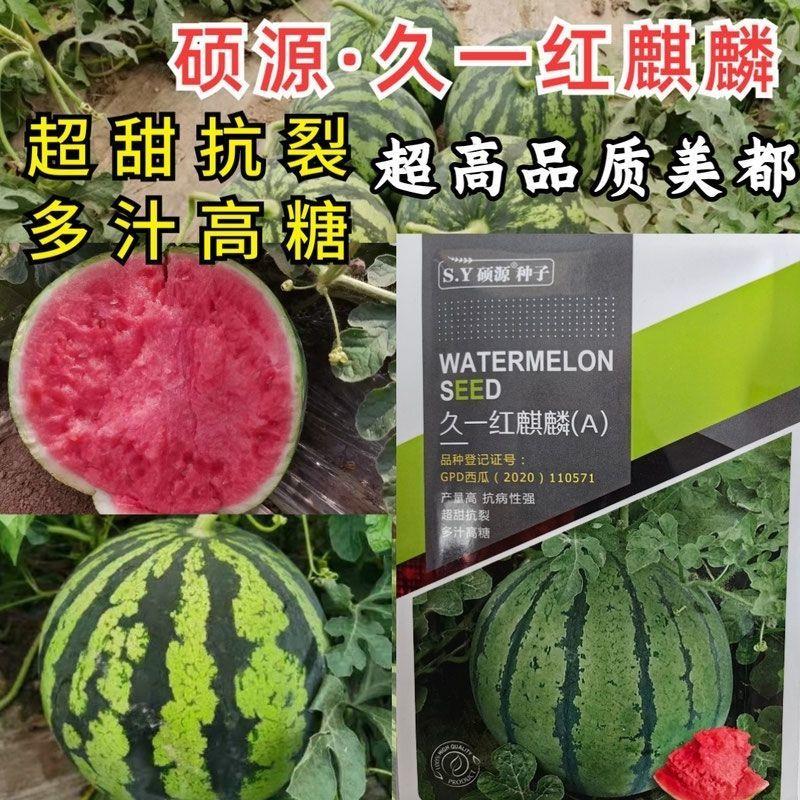 久一红麒麟西瓜种子硕源高品质美都耐裂红瓤大果春夏麒麟西瓜种子