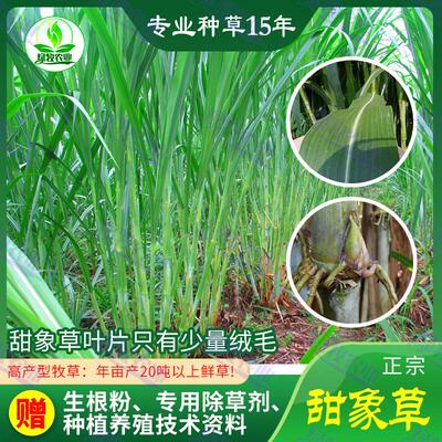 台湾甜象草种节多年生四季甜象草种子高产牧草巨菌草种苗子