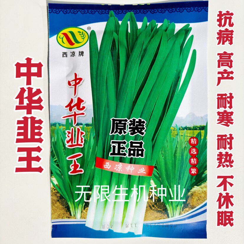 中华韭王韭菜种子抗病高