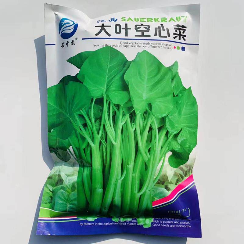 新大叶空心菜种子柳籽抗