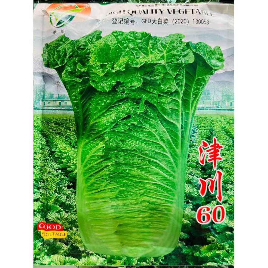 津川60麻叶菜种子天直筒