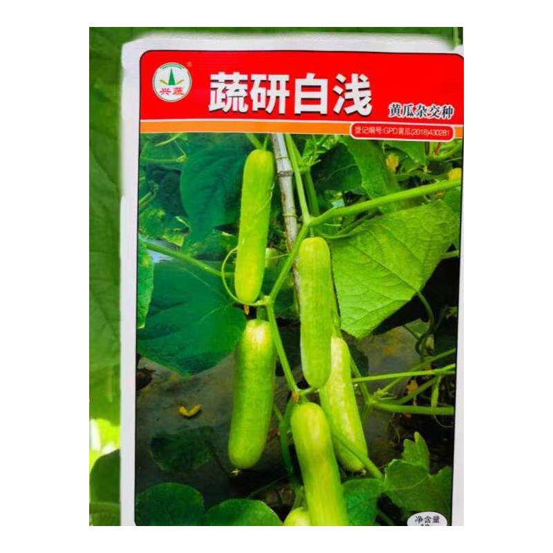 蔬研白浅黄瓜种子早熟强