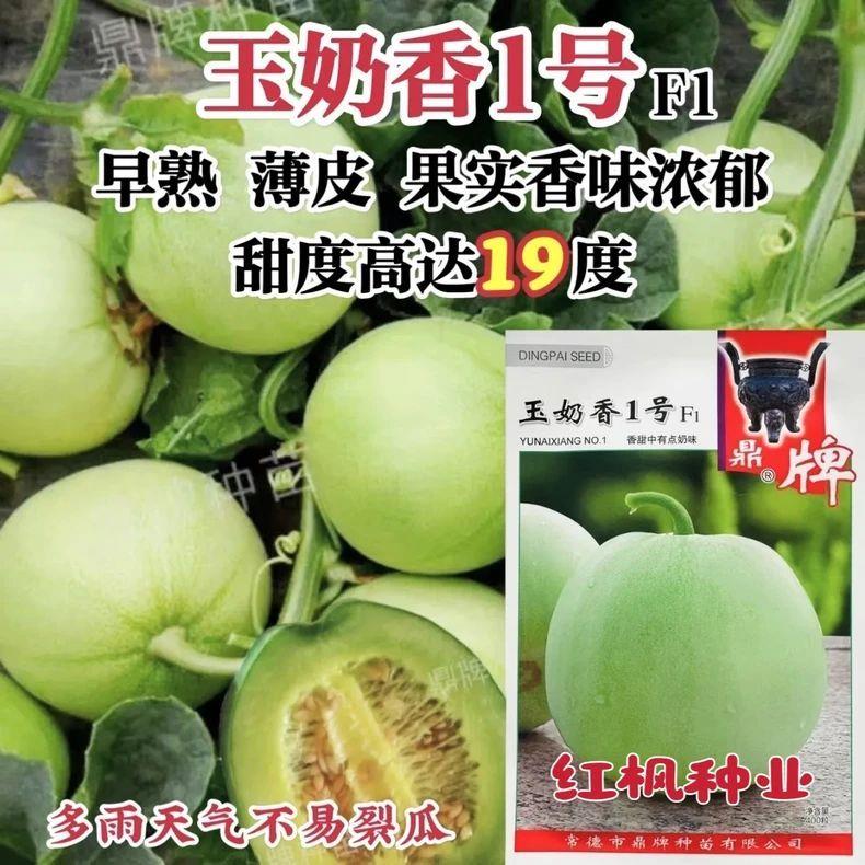 鼎牌玉奶香1号甜瓜种子早熟薄皮糖度高香甜瓜种籽不易裂瓜耐运输