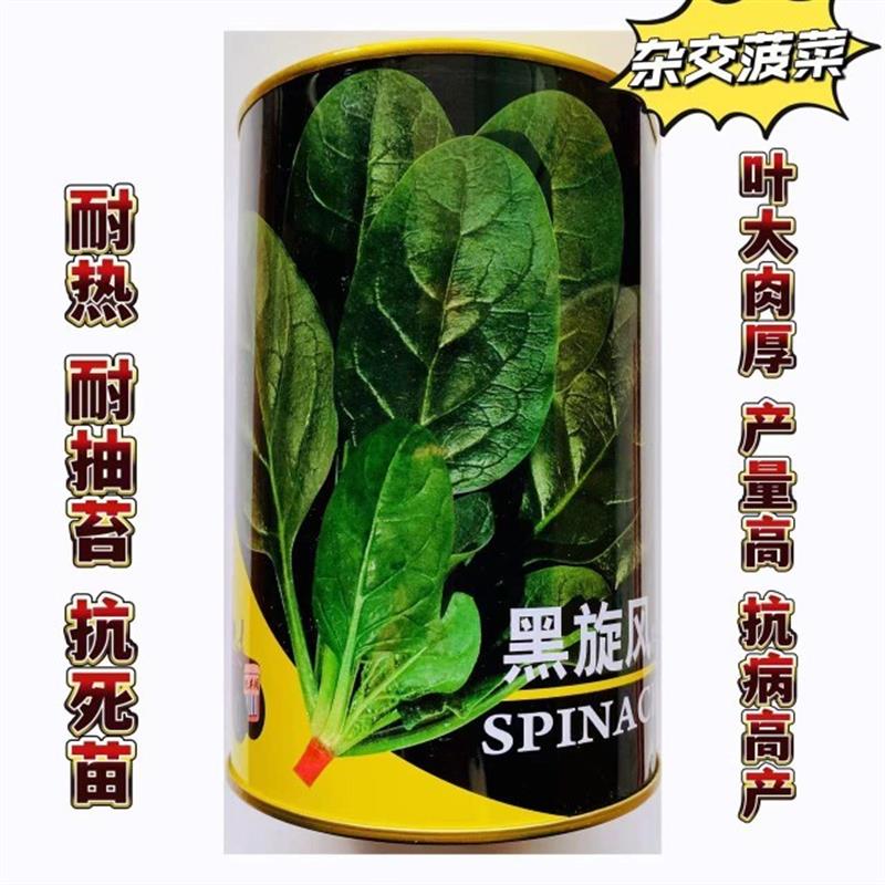 黑旋风大叶菠菜种子四季蔬菜春季籽种抗热菜种盆栽波菜孑菜籽子